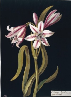 Mary Delaney's Lily