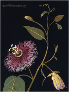 Passion Flower by Mary Delaney